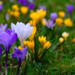 Wildlife-friendly Spring Flowers