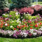 Year-round Flowering Plants For Gardens