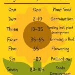 Appropriate Sunlight Duration For Floral Growth