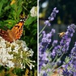 Attracting Bees And Butterflies Naturally