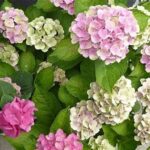 Best Blooms For Young Gardeners
