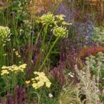 Best Flowers For Arid Gardens