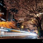 Best Light Exposure For Blossoms