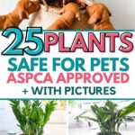 Best Plants For Pet Safety