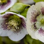 Best Practices For Spring Blooms