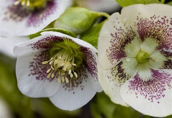 Best Practices For Spring Blooms