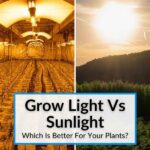 Best Sunlight For Plant Growth