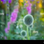 Biodiversity-promoting Spring Flora