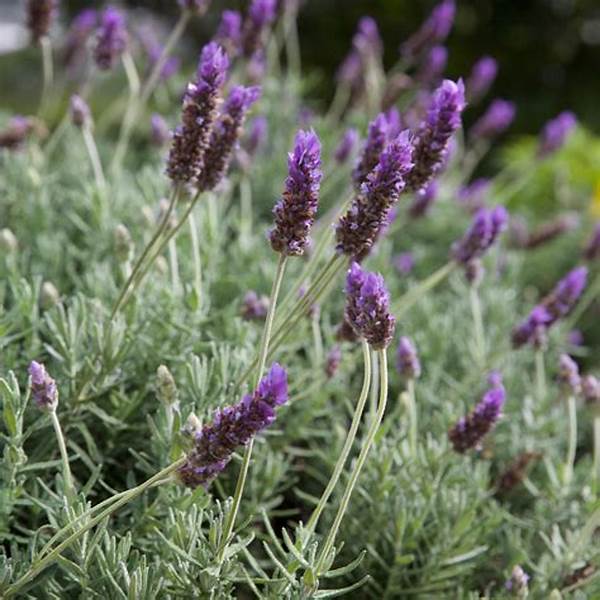 Choosing Scented Flowers For Outdoors