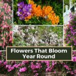 “designing A Year-round Bloom Garden”