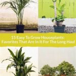 Easy Care Plants For Beginners