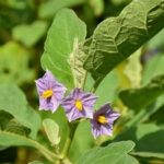 Effective Ways To Enhance Flower Longevity