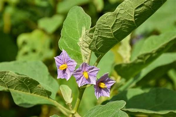 Effective Ways To Enhance Flower Longevity