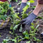 Environmentally Sound Weed Suppression Methods