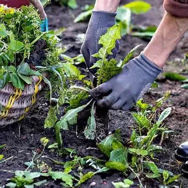 Environmentally Sound Weed Suppression Methods