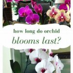 Extending Lifespan Of Blooms