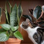 Feline-friendly Plant Varieties