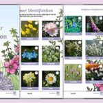 Field Strategies For Wildflower Recognition