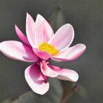 Flower Lifespan Enhancement Tips