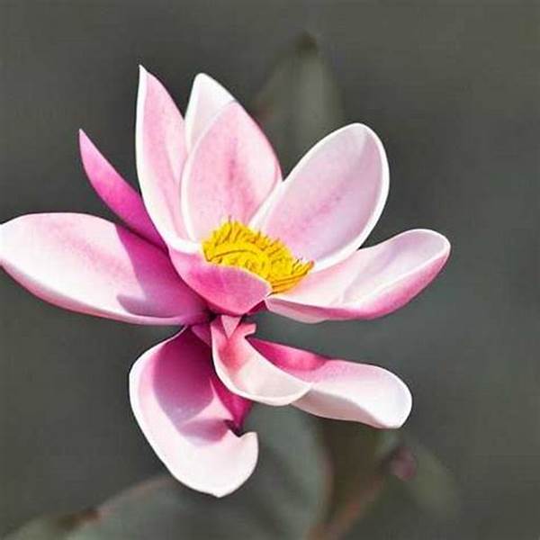 Flower Lifespan Enhancement Tips