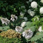 Hardy Blooms For Lazy Gardeners