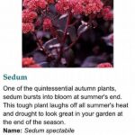 Hardy Blooms For Winter And Summer