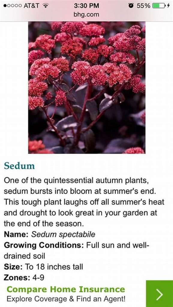 Hardy Blooms For Winter And Summer