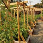 Hassle-free Blooming Garden Varieties