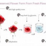 High-quality Floral Preservation Techniques