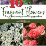 Highly Aromatic Garden Blossoms