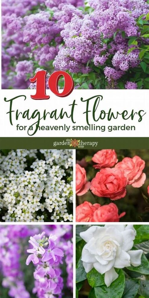 Highly Aromatic Garden Blossoms