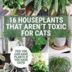 Houseplants Non-toxic To Cats