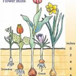 How To Plant Spring Bulbs