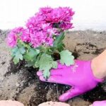 How To Plant Spring Flowers