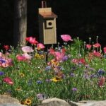 Learning About Regional Wildflowers