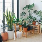 Long-lasting Indoor Plant Decor