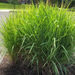 Low-effort Plants For Busy Families