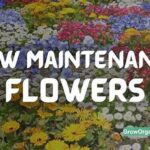 Low-maintenance Flowers For Children