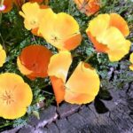 Low-water Requirement Flowering Plants