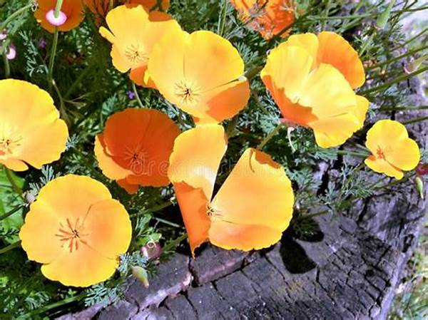Low-water Requirement Flowering Plants