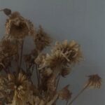 Minimal Dried Flower Aesthetics