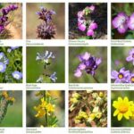 Native Wildflower Conservation Tips