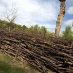 Natural Garden Barriers For Wildlife