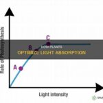 Optimizing Plant Light Absorption