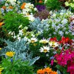 Outdoor Garden Aromatic Varieties