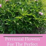 Perennial Fragrant Flowers Outdoor