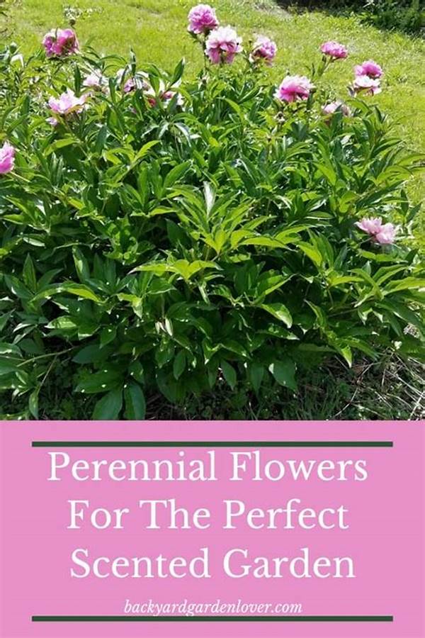 Perennial Fragrant Flowers Outdoor