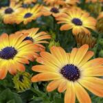 “perennial Planting For All Seasons”