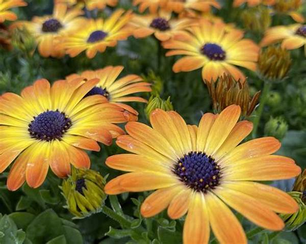 “perennial Planting For All Seasons”