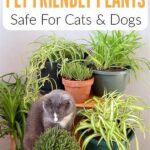 Pet-safe Plant Recommendations Indoors
